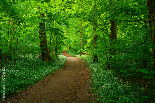 Bärlauchblüte im grünen Harzwald
