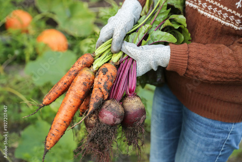Harvesting organic fresh dirty root vegetables harvest. Farmer hands in gloves holding bunch of beetroot and carrot in garden