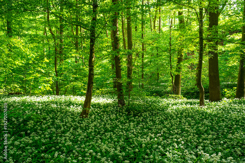 Fototapeta premium Frühlingswald im Harz mit weißem Blütenteppich