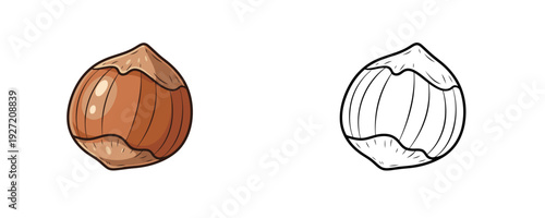 Single hazelnut in colored and outline styles brown and beige tones natural forest organic food snack ingredient for healthy eating recipes isolated on white background