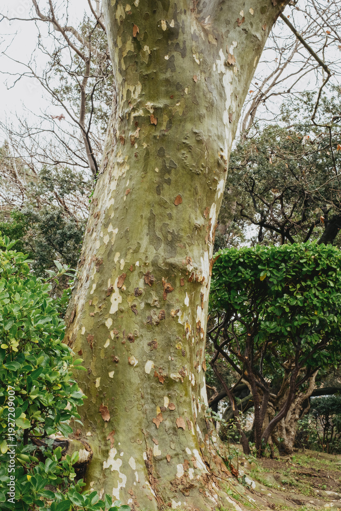 Fototapeta premium Textured bark on majestic tree trunk amidst lush greenery in natural park setting