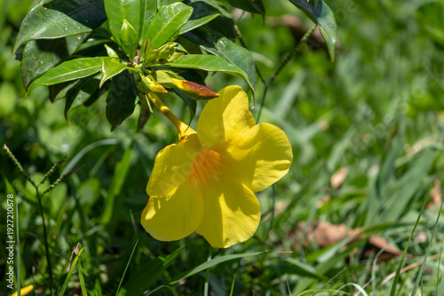 The beauty of the Hibiscus flower, a woody, fibrous shrub, up to 5 meters high.