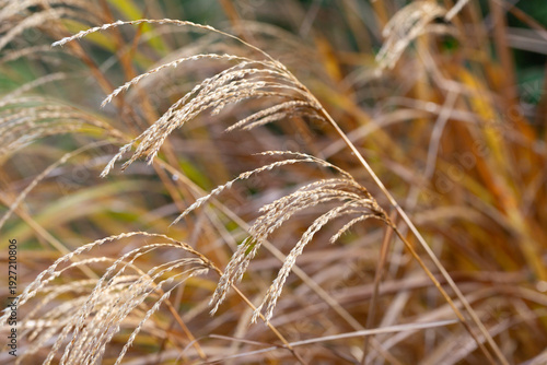 Closeup of miscanthus sinensis purpurascens selective focus