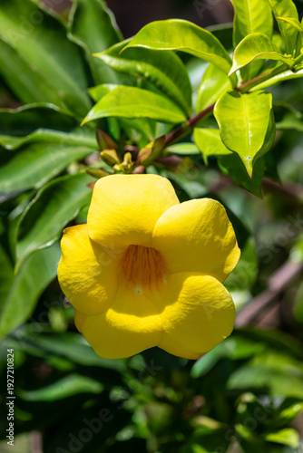 The beauty of the Hibiscus flower, a woody, fibrous shrub, up to 5 meters high.
