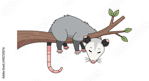 Cartoon opossum sleeping on branch vector illustration in flat design style for children's book cards and educational print
