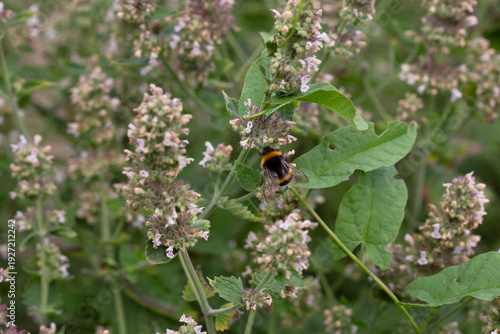 Catnip (lat. Nepeta cataria) - medicinal plant blooms on a Sunny spring day. Catnip, lemon mint - The plant contains up to 3 essential oil, which gives it a strong, distinctive (