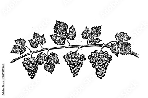 Intricate botanical drawing of a grapevine with clusters of grapes and leaves