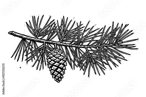 Detailed botanical sketch of a pine branch with cone