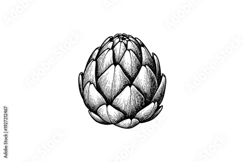 Intricate vintage artichoke drawing in monochrome