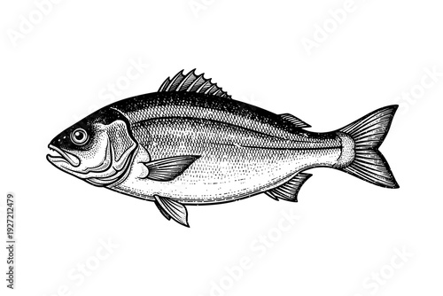 Detailed vintage engraving of a fish on white background