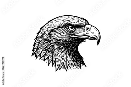 Intricate hand-drawn eagle head with fierce expression on white background