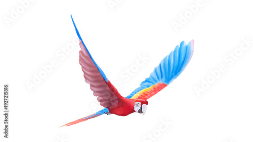 Scarlet Macaw Parrot Flying with Wings Spread Isolated on White Background