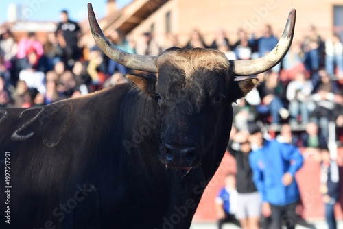 toro bravo español negro y marron