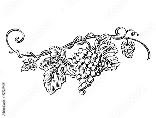 grapes on vine