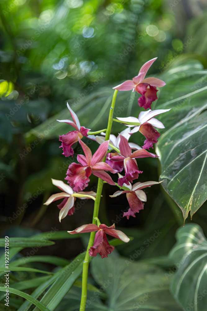 Obraz premium Lady Ramona Harris orchids