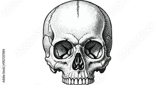 Black and white of a human skull stippling monochrome