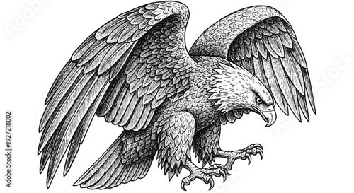 Black and white of eagle with spread wings and sharp claws bird feathers
