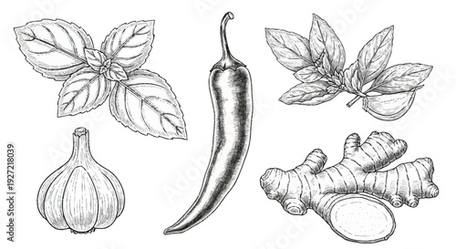 Black and white of chili pepper garlic ginger and basil leaves black and white spice