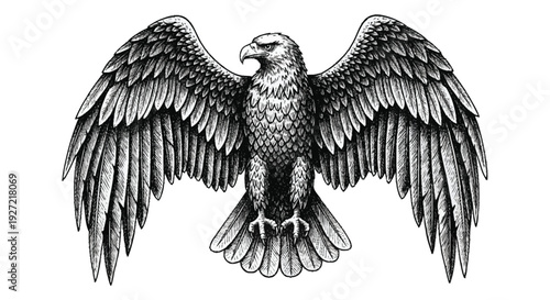 Black and white of eagle with spread wings bird wings spread animal