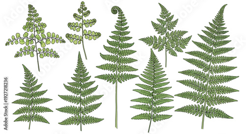 Collection of Various Fern Leaves.