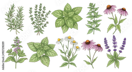 Collection of Various Herbs and Flowers.