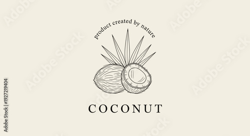 Vintage Coconut Botanical Illustration – Hand-Drawn Tropical Fruit Engraving Art