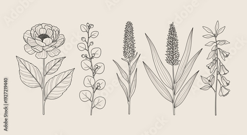 Vintage Wildflower Botanical Illustration Set – Hand-Drawn Minimal Floral Collection