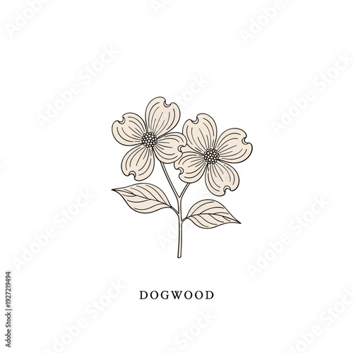 Vintage Dogwood Botanical Illustration – Minimalist Hand-Drawn Floral Art Print