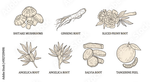 Vintage Medicinal Herb Illustration Set – Hand-Drawn Botanical Roots and Mushrooms Collection