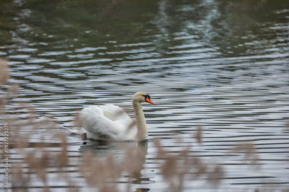 Fototapeta premium Höckerschwan schwimmt auf ruhigem See mit Spiegelung und Schilf im Vordergrund