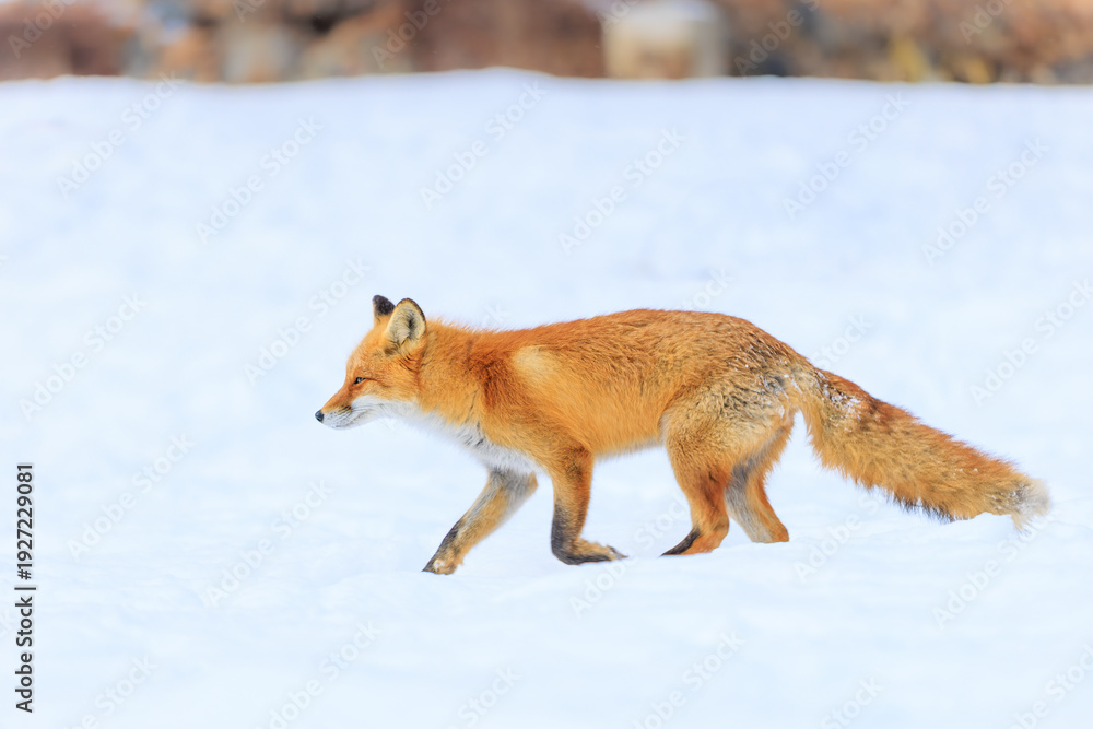 Obraz premium 走るキタキツネ