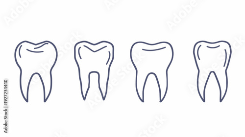 Linear illustrations of four molars in a row, showing the shape variations on a white backdrop