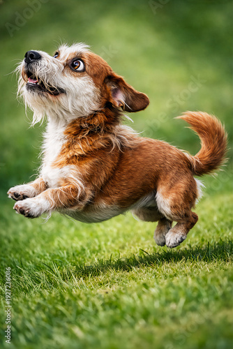 Playful mixed breed dog jumping on green meadow outdoors