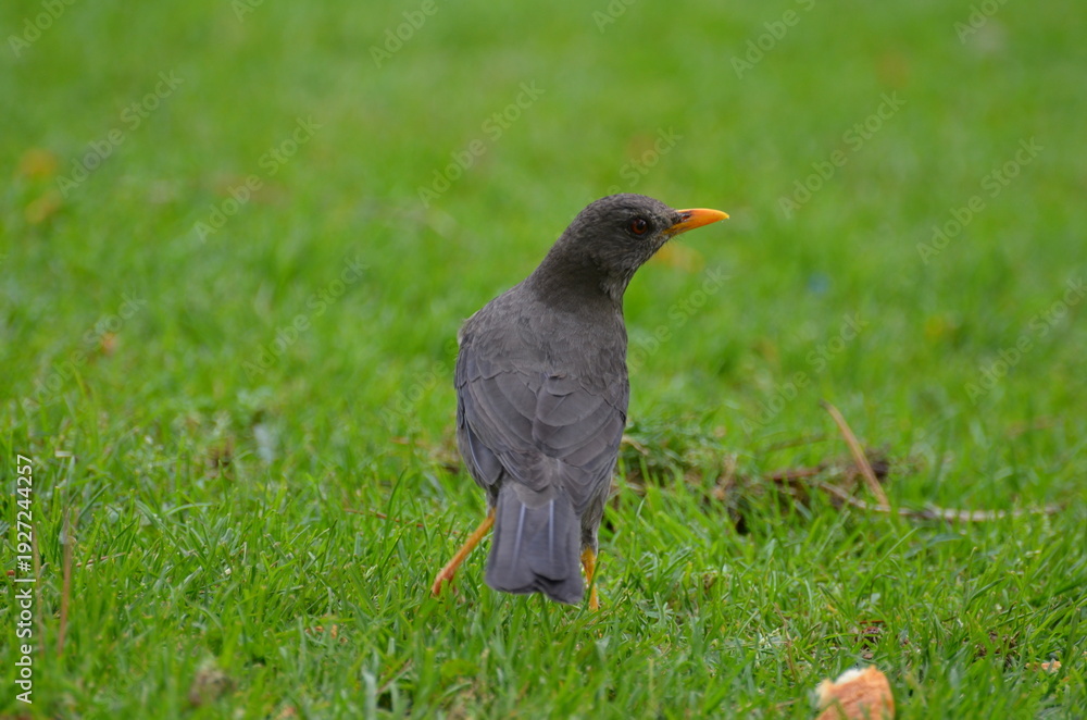 Obraz premium Mirlo-Zorzal Chiguanco(turdus chiguanco)