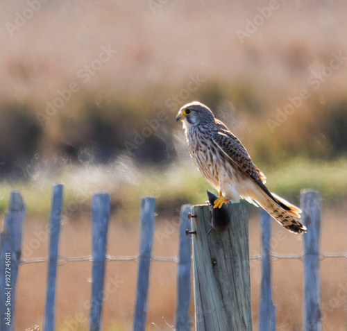 Wallpaper Mural Faucon crécerelle perché avec sa proie entre les serres Torontodigital.ca