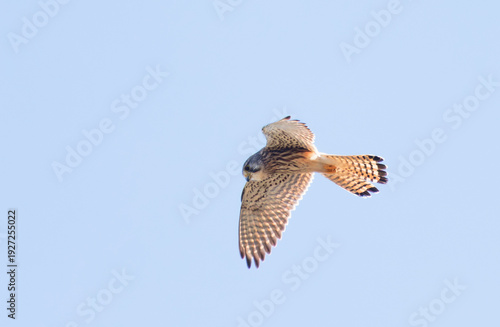 Wallpaper Mural faucon crécerelle en vol stationnaire Torontodigital.ca