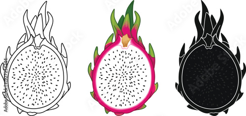 Dragon fruit illustrations in different styles and colors
