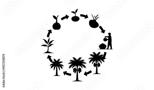 Circular Date Palm Growth Cycle Silhouette Infographic Vector