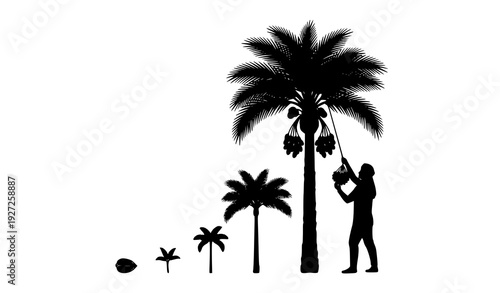 Date Palm Development Stages Silhouette Vector With Harvesting Farmer