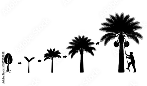 Date Palm Tree Life Cycle Silhouette Vector From Seed to Harvest