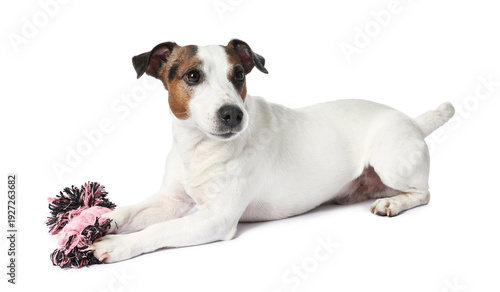 Photos Jack Russell dog with chew toy on white background