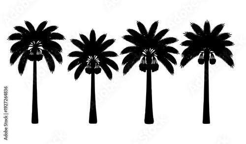 Realistic Date Palm Trees Vector Set With Fruit Clusters for Agriculture Design