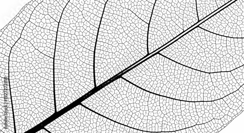 Intricate skeletal leaf veins pattern, detailed organic structure. Abstract monochrome natural texture background.