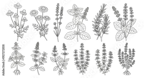 Botanical Line Art Collection of Aromatic and Medicinal Herbs: Chamomile, Lavender, Rosemary, and Mint Outline Illustrations