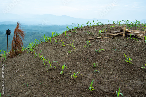Фотография Young green corn plants growing on a hillside terrace under a misty sky