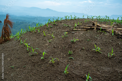 Картината върху платно Young green corn plants growing on a hillside terrace under a misty sky