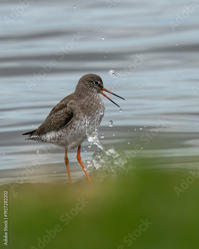 Photography Common Redshank Feeding at Broadmeadow Estuary