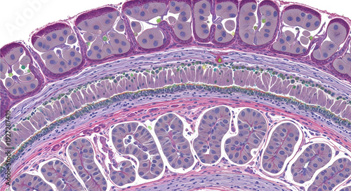 Microscopic view of animal tissue layers with distinct cellular structures and staining in a histological cross-section