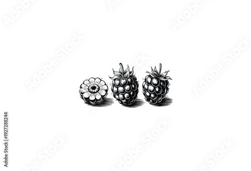 Hand Drawn Raspberry Engraving Style Illustration for Food Label