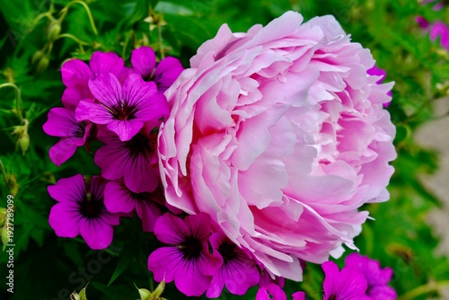 Foto Side view of a pink peony (Paeonia 'Sarah Bernhardt') surrounded by pink-sorrel